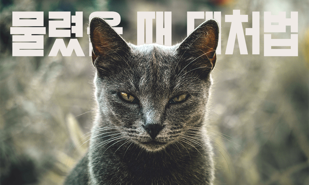 동물에게-물렸을때