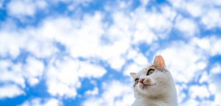 고양이