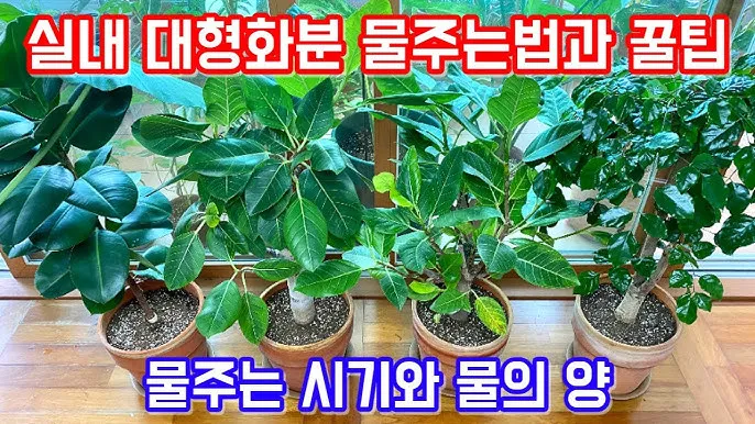 실내식물 물 주는 시간대 아침저녁차이 과습예방 통풍맞춰 관리_1