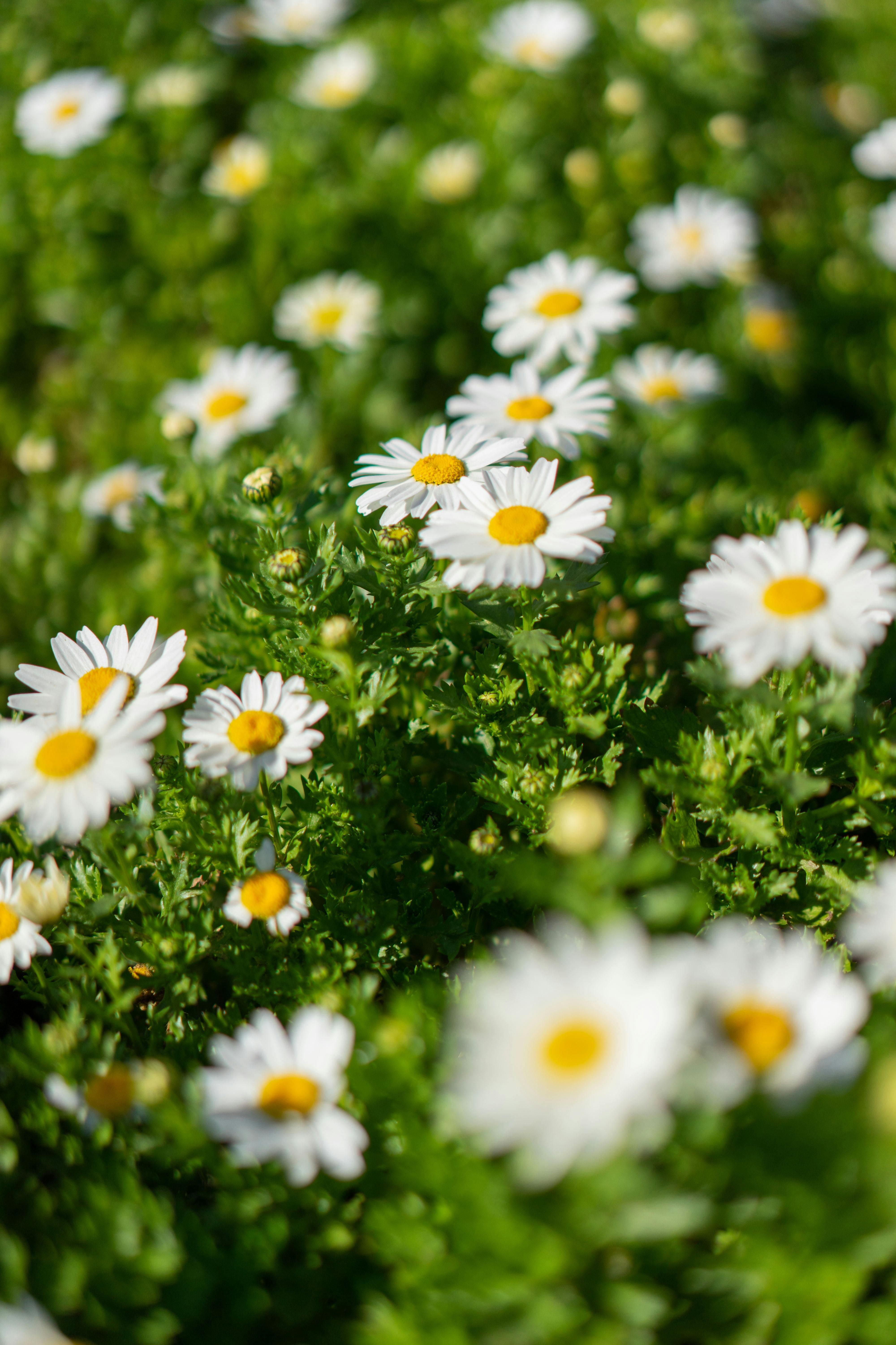 계절성 우울증과 광치료