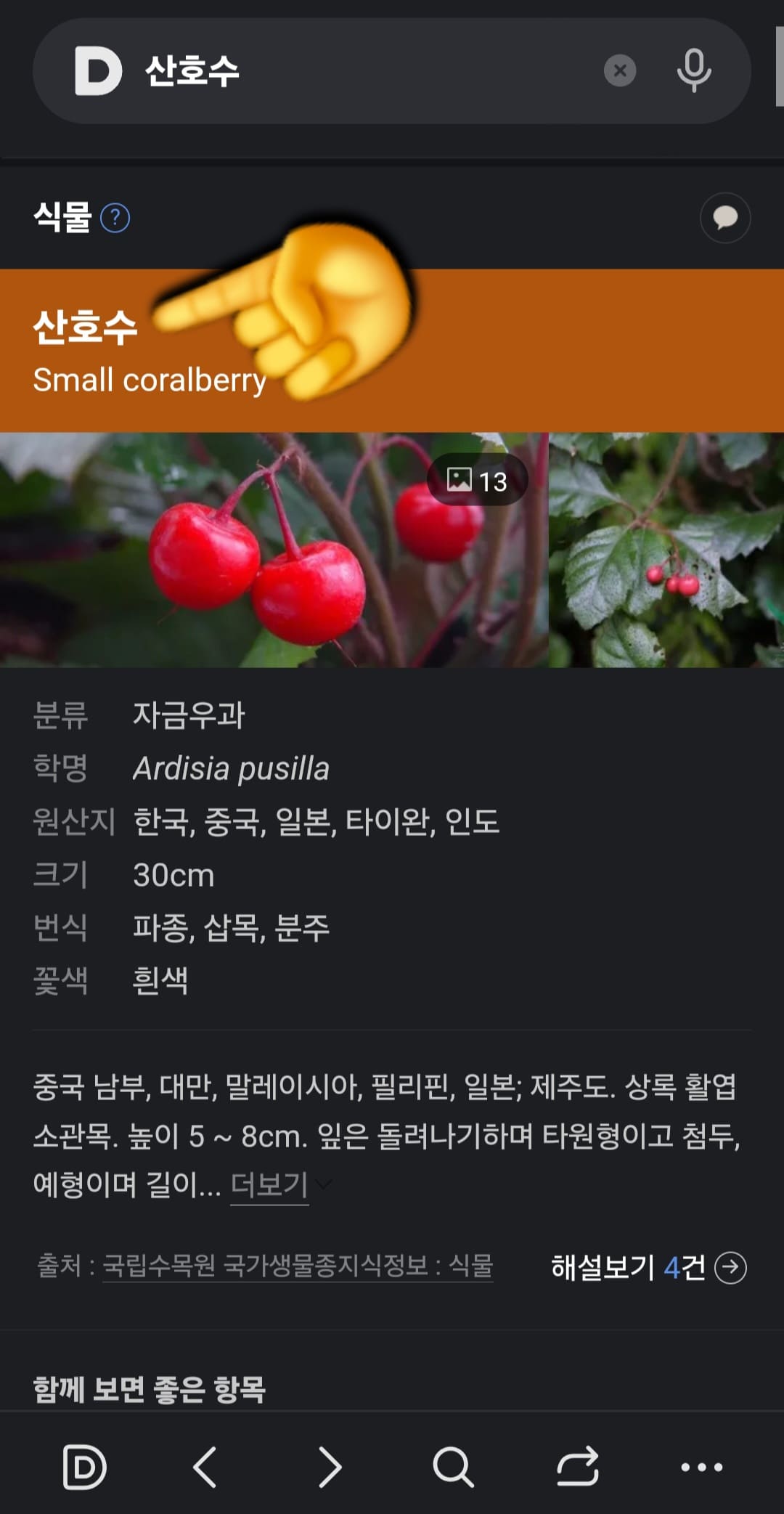 다음(Daum)-꽃검색-방법-안내-산호수와-관련된-다양한-정보를-확인하실-수-있습니다.