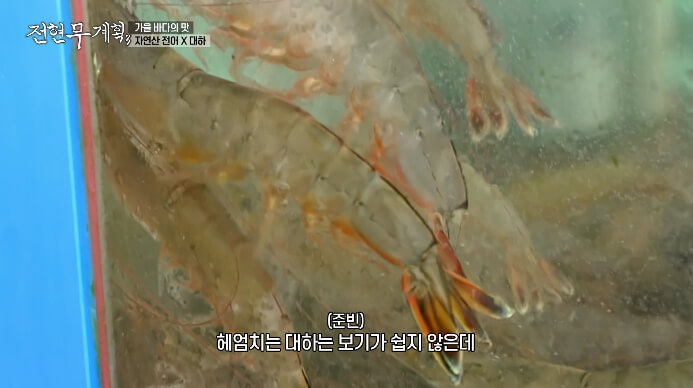 자연산대하