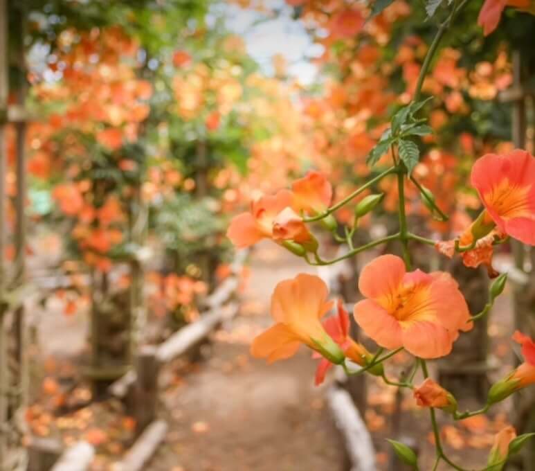 2025 비체올린 능소화축제 ! 제주 여름 꽃 &amp; 능소화 축제: 주홍 빛 꽃비 속에서 만나는 감성 여행!
