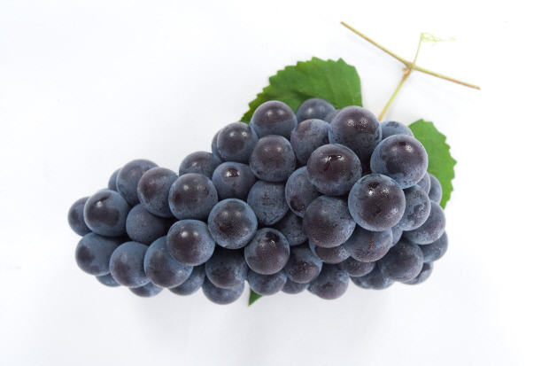 포도의 효능