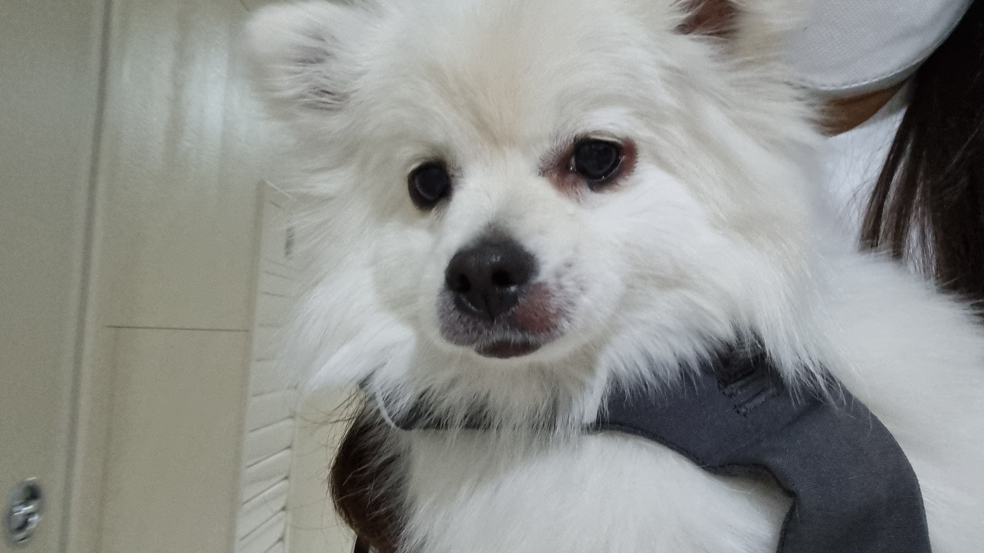 강아지 백신 부작용