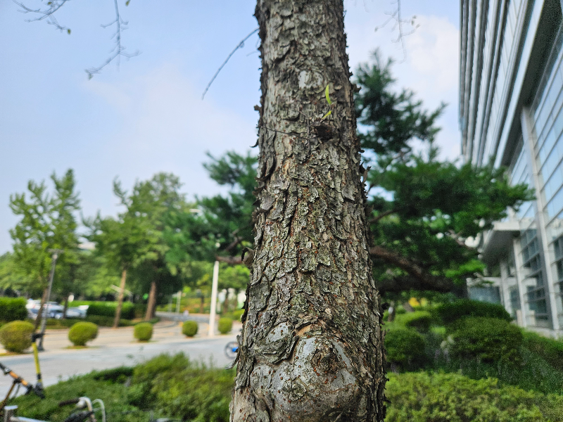 전나무 수피