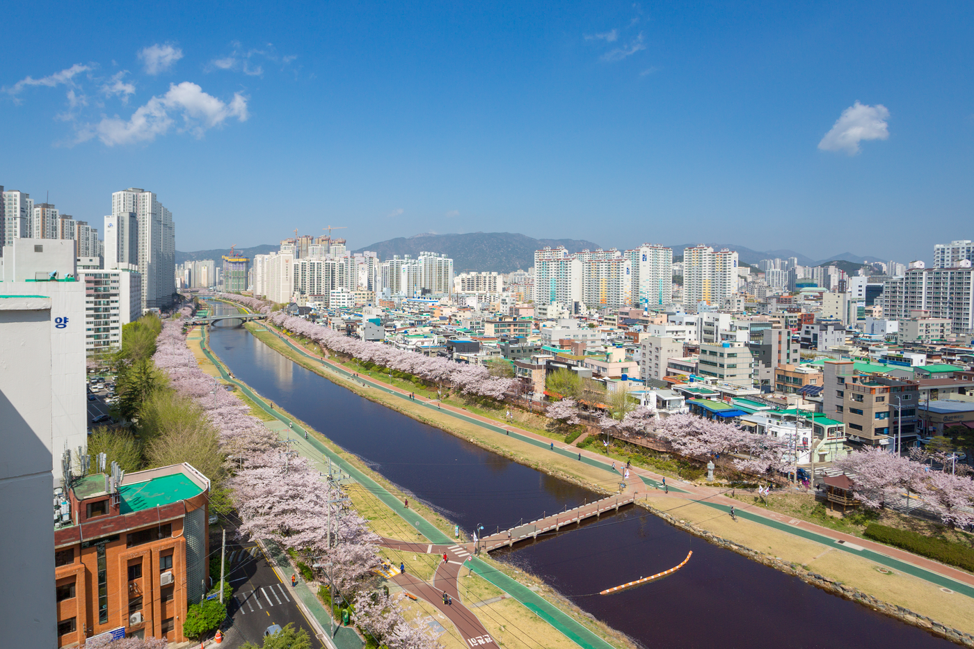 온천천 벚꽃길