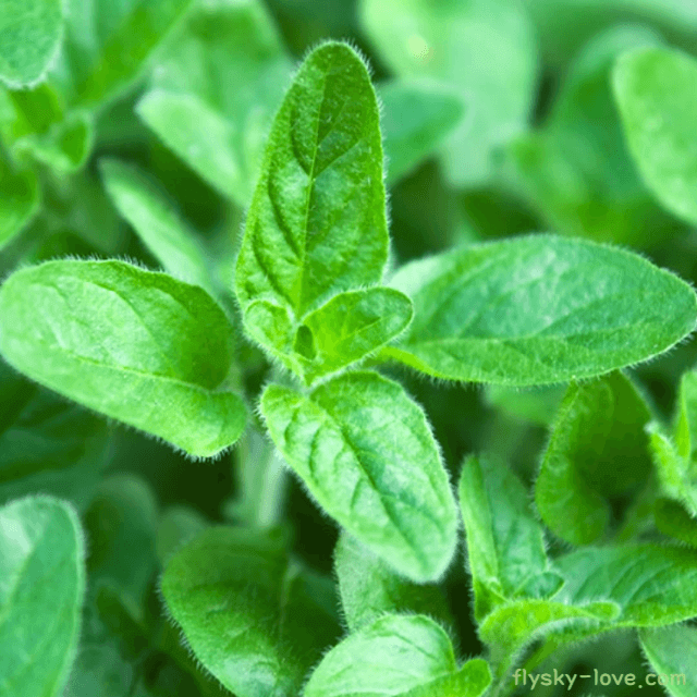 스피아민트 (Spearmint)