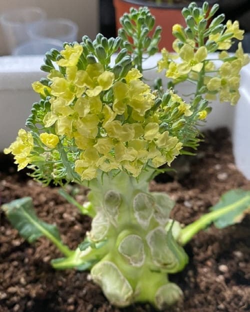 꽃피는-브로콜리