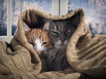 기대어 편히 쉬는 고양이들.