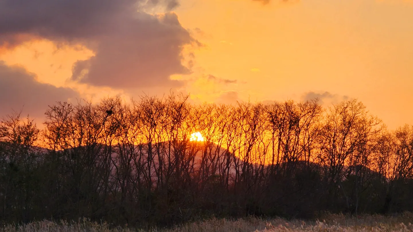 주황빛 석양 아래 가로로 늘어선 나무들의 어두운 실루엣이 보이는 가을 풍경 사진.
