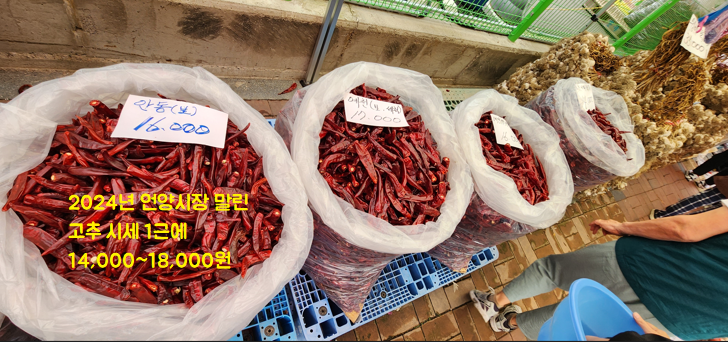 언양알프스시장 고추파는사진