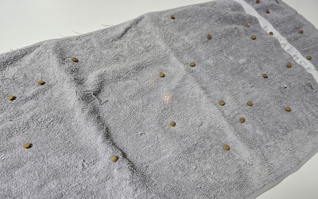 수건으로 강아지 노즈워크를 만들기 위해 간식을 뿌려둔 모습