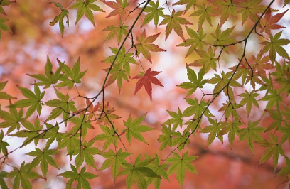경기도 단풍 명소 곤지암 화담숲 