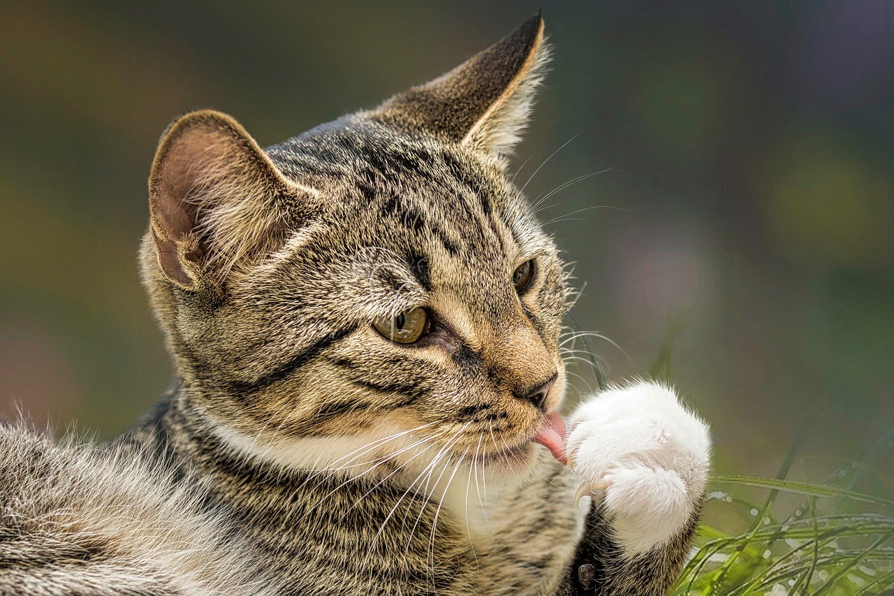 고양이 목욕시키는 방법&amp;#44; 횟수
