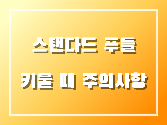 스탠다드푸들 키울 때 주의사항