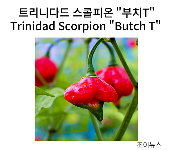 트리니다드 스콜피온 &quot;부치T&quot;(Trinidad Scorpion &quot;Butch T&quot;)