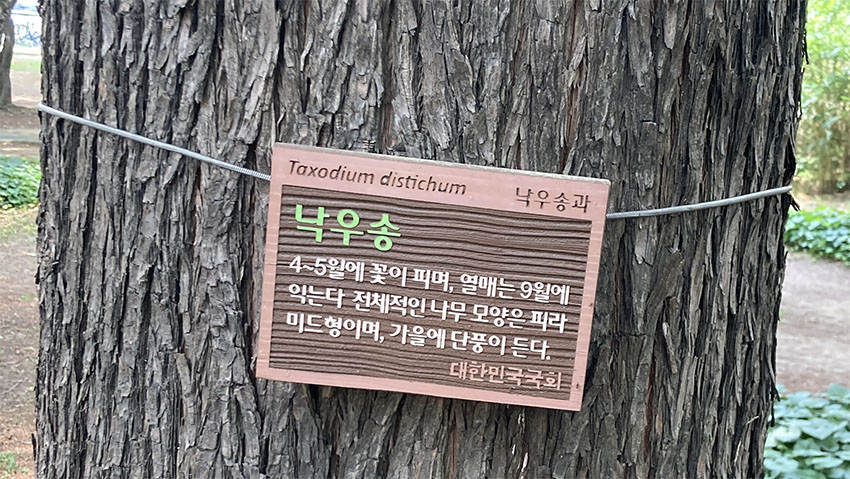 낙우송
