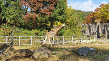 서울대공원 동물원 & 테마파크 과천1