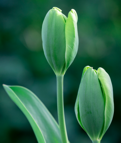 Green Power