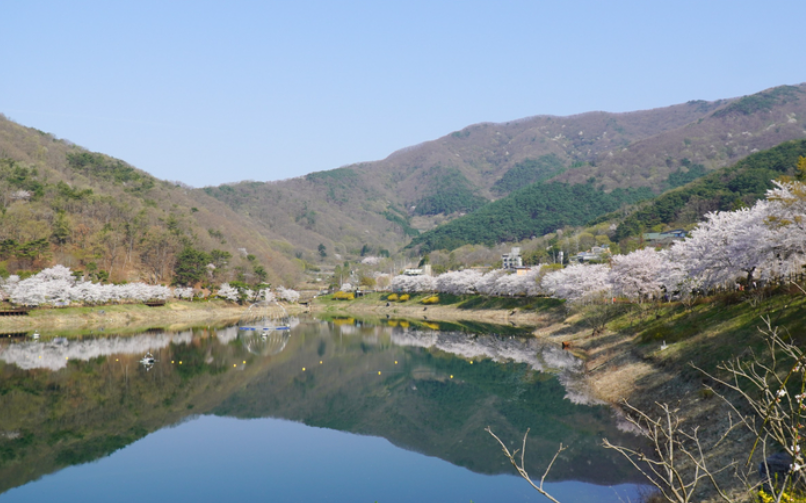전남벚꽃 명소