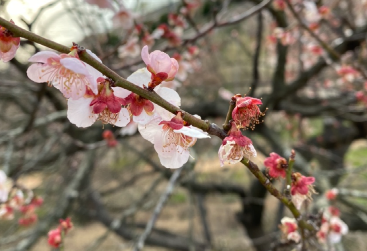 양산 원동 매화축제