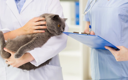 진찰받는 고양이.