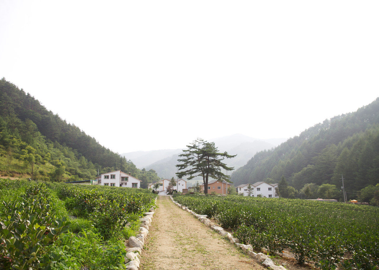 평창고랭지김장축제 근처 숙소