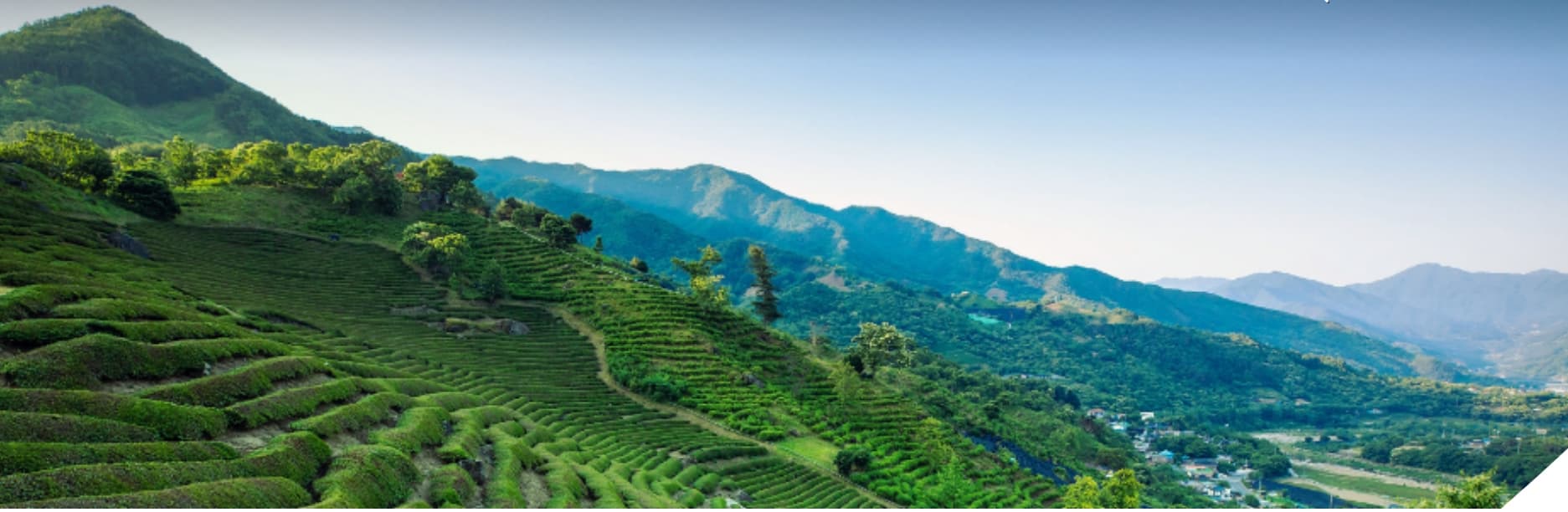 [5월 축제]2025 하동야생차문화축제❘기간, 일정, 체험 프로그램, 공연 정리