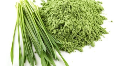 새싹보리이미지