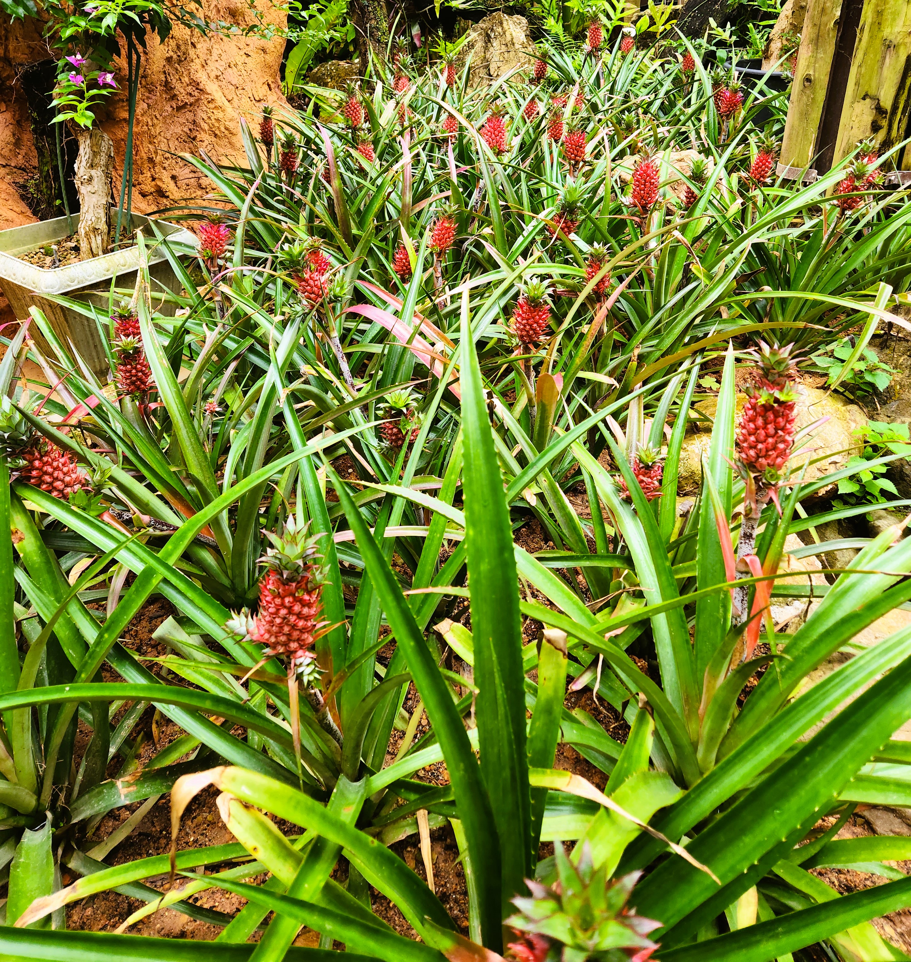 오키나와 나고 파인애플 파크