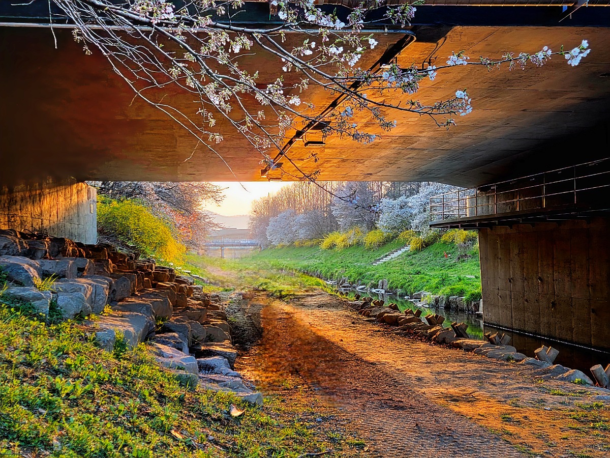 인천 벚꽃 명소 굴포천: 부평 청리단길 꼭 가봐야 할 사계절 감성 산책로