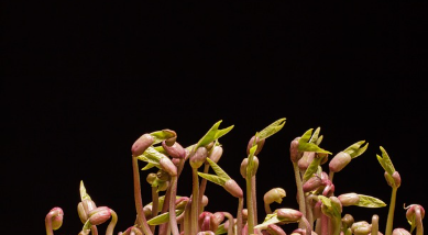 서리태 파종시기