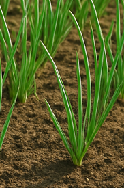 파김치 맛있게 담그는법