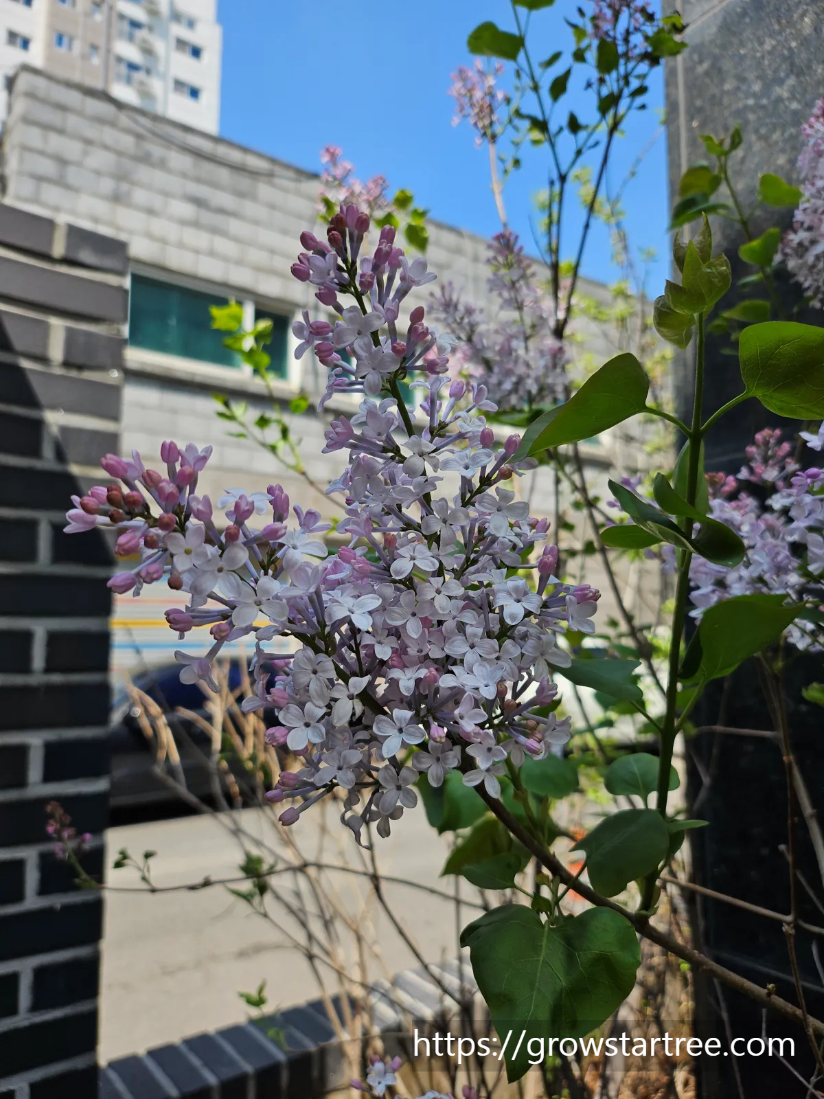 조은바지락손칼국수 화단 라일락