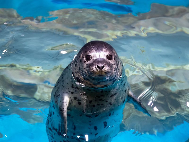 롯데월드 아쿠아리움