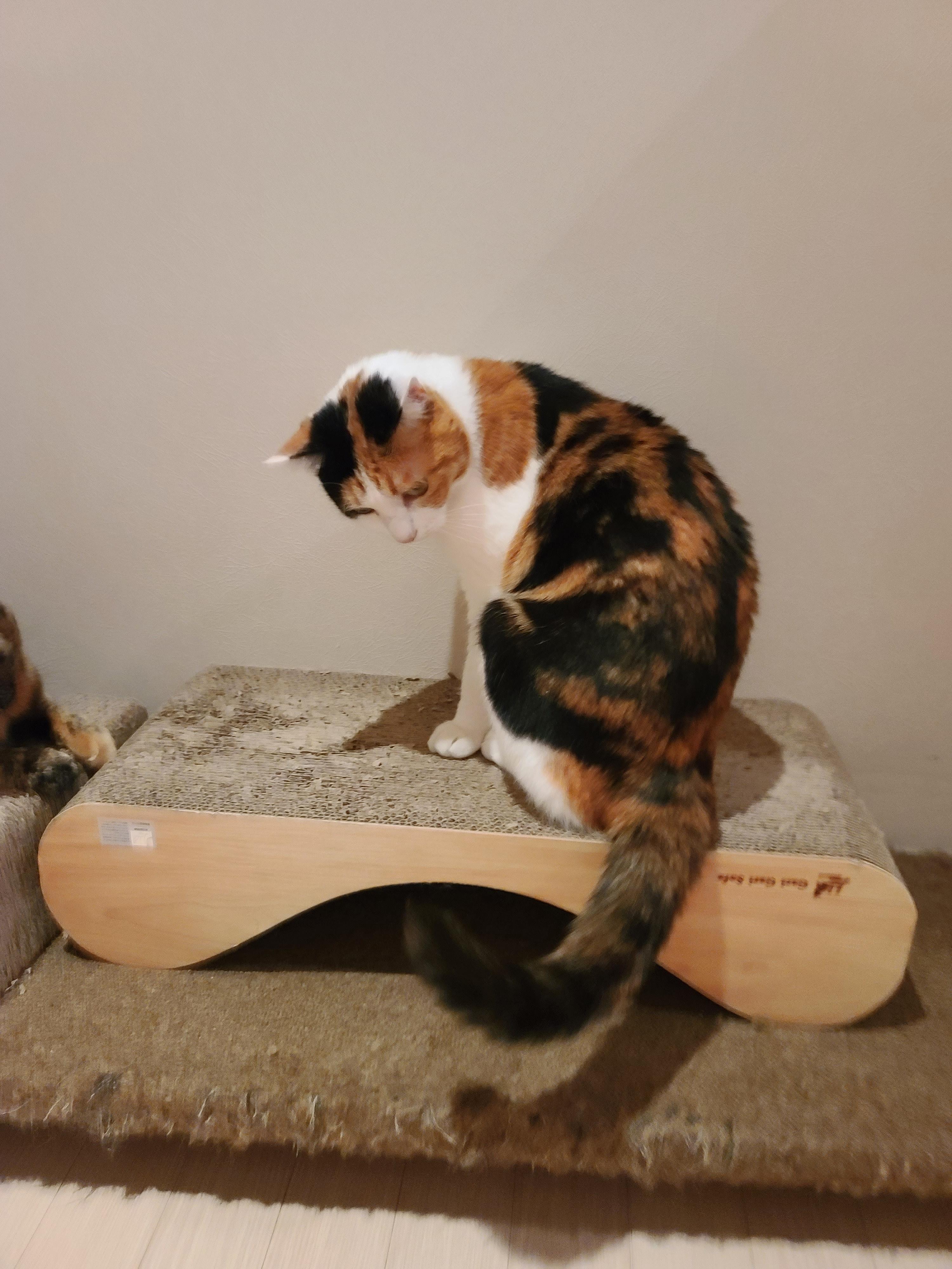 고양이 장난감의 기본! 오뎅꼬치를 샀다. 아홉마리고양이들의 오뎅꼬치 사냥.