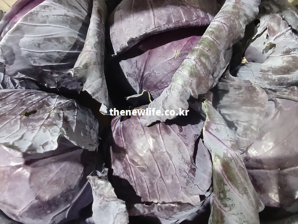 100g당 칼로리가 낮고 수분이 풍부하여 다이어트와 만성 변비 해소 효능이 탁월한 신선한 적양배추