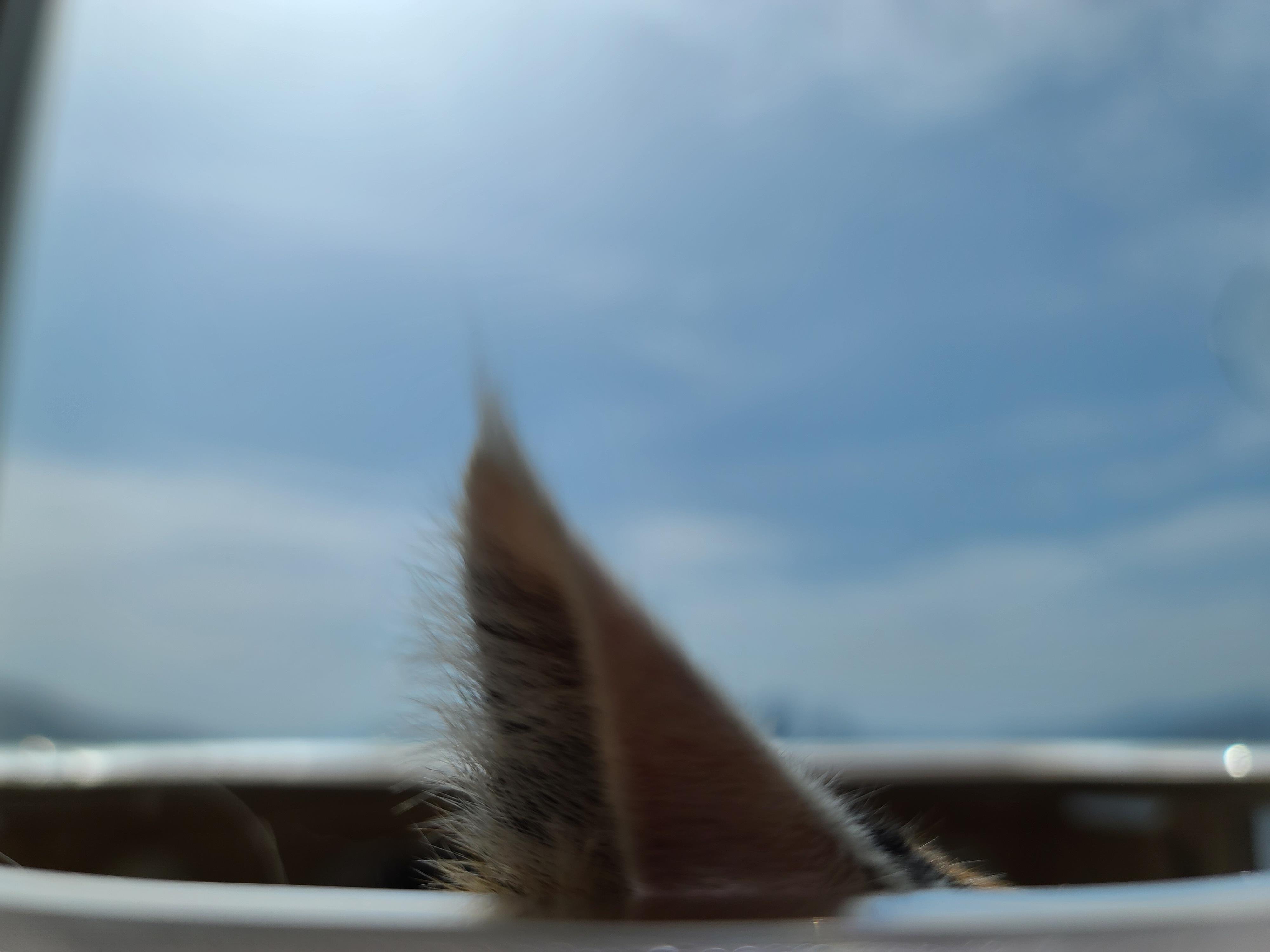 투명캣볼마니아 요미 (feat.잔뜩 눌린 볼따구)