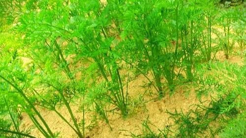 당근재배법-가을당근-파종시기-심는시기