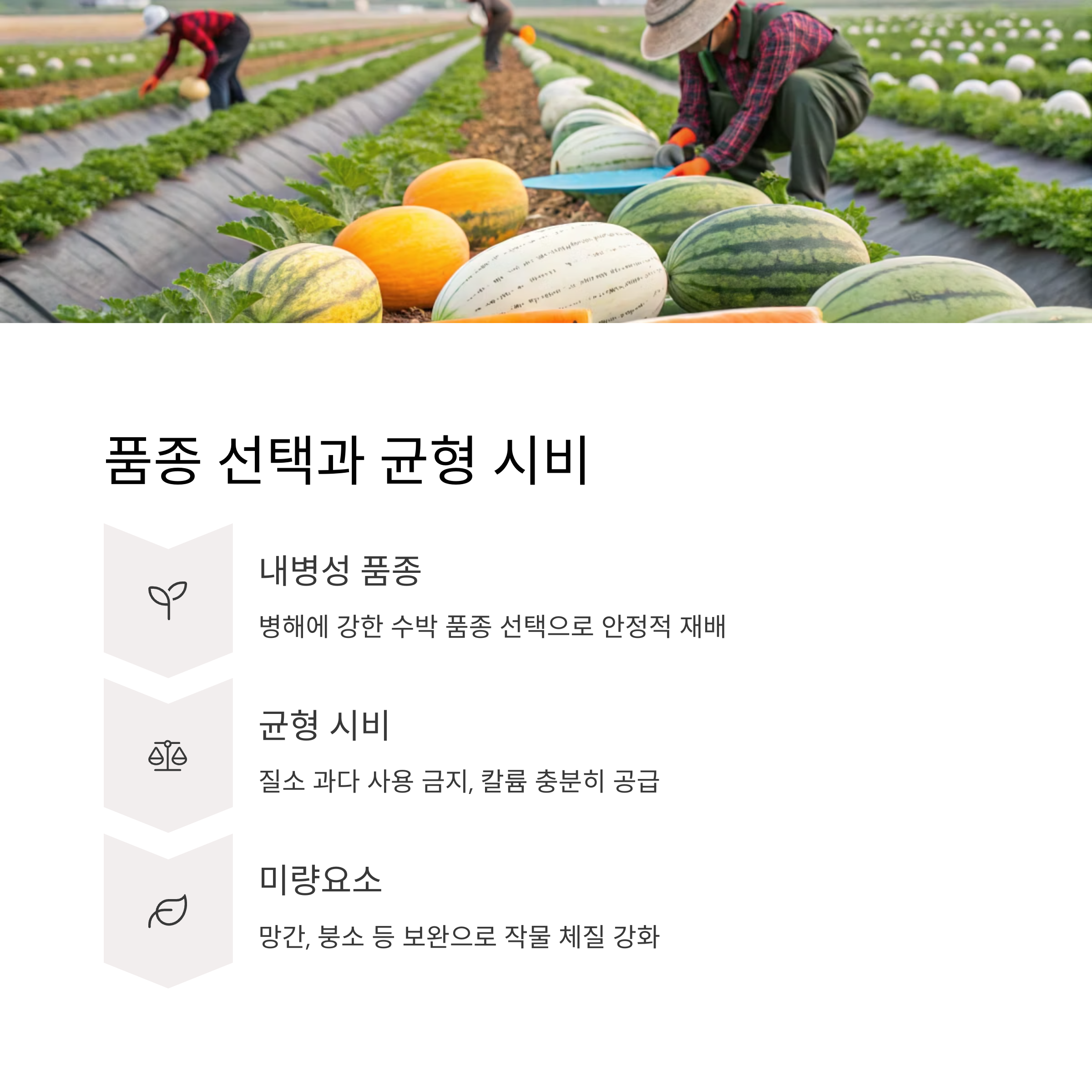 품종 선택과 균형 시비