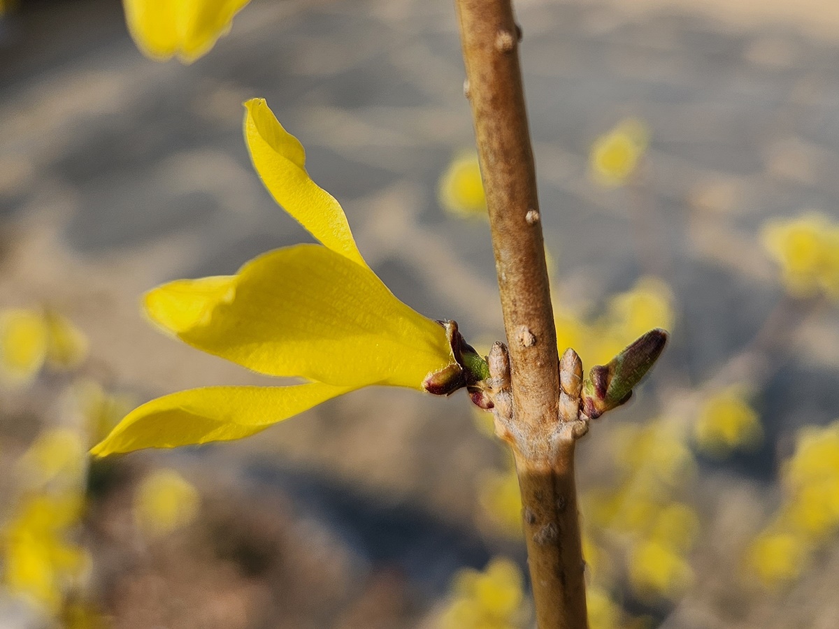 만리화(금강개나리)