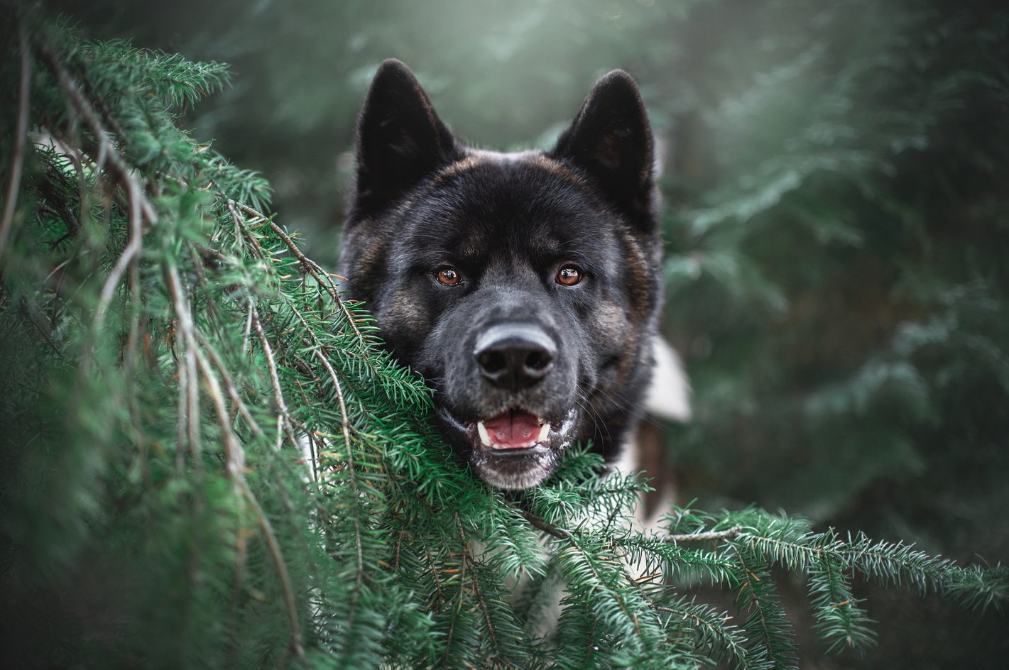 강아지 변비에 좋은 음식 추천 건강한 배변 활동을 위한 식단