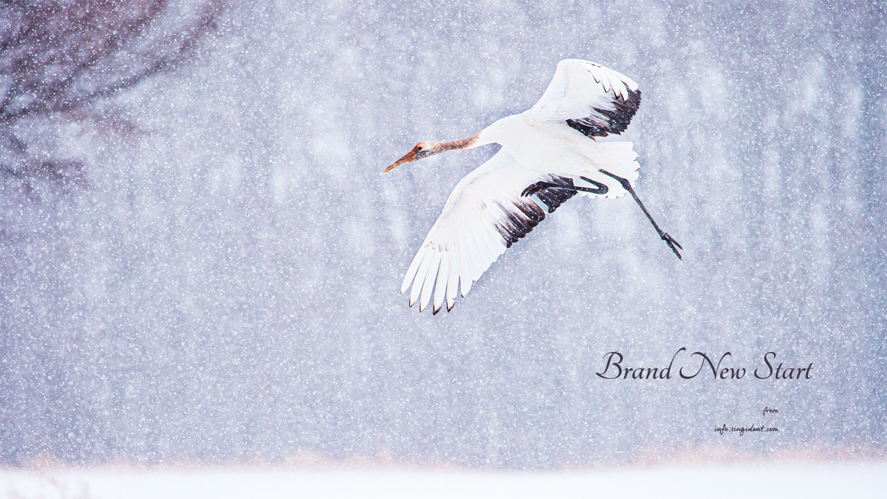 12 눈 위를 나는 학 C - Brand New Start 새해배경화면