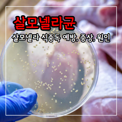 살모넬라균 식중독 예방과 치료