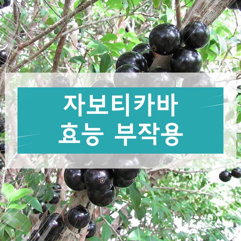 자보티카바 효능 부작용