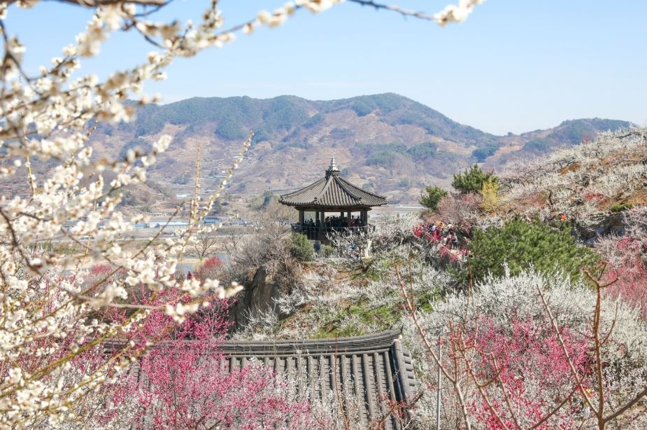 광양매화축제 - 매화마을