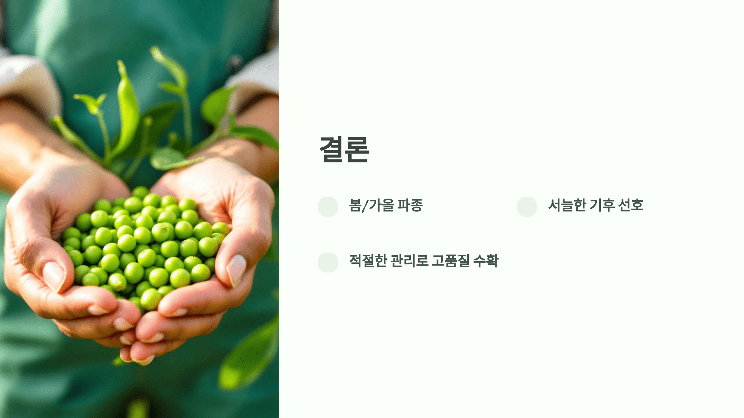 완두콩 사진입니다.