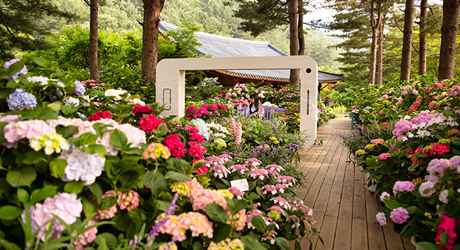 아침고요 수국 전시회 축제