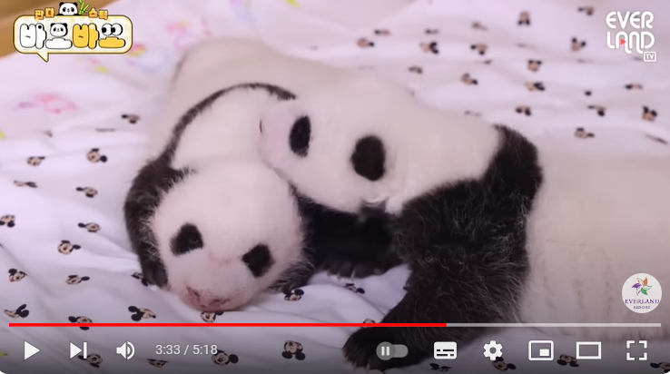 에버랜드 할인카드 종류 신청